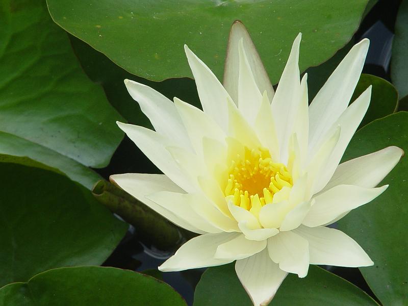 booroowhangary-nov09 044.jpg